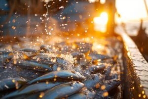 Freshly caught fish glisten in the warm light of a sunset on a fishing boat, showcasing the daily routines of fishermen and the bountiful ocean.