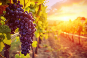 Sunset illuminates ripe grapes in a picturesque Tuscan vineyard, Italy, Ai Generated.